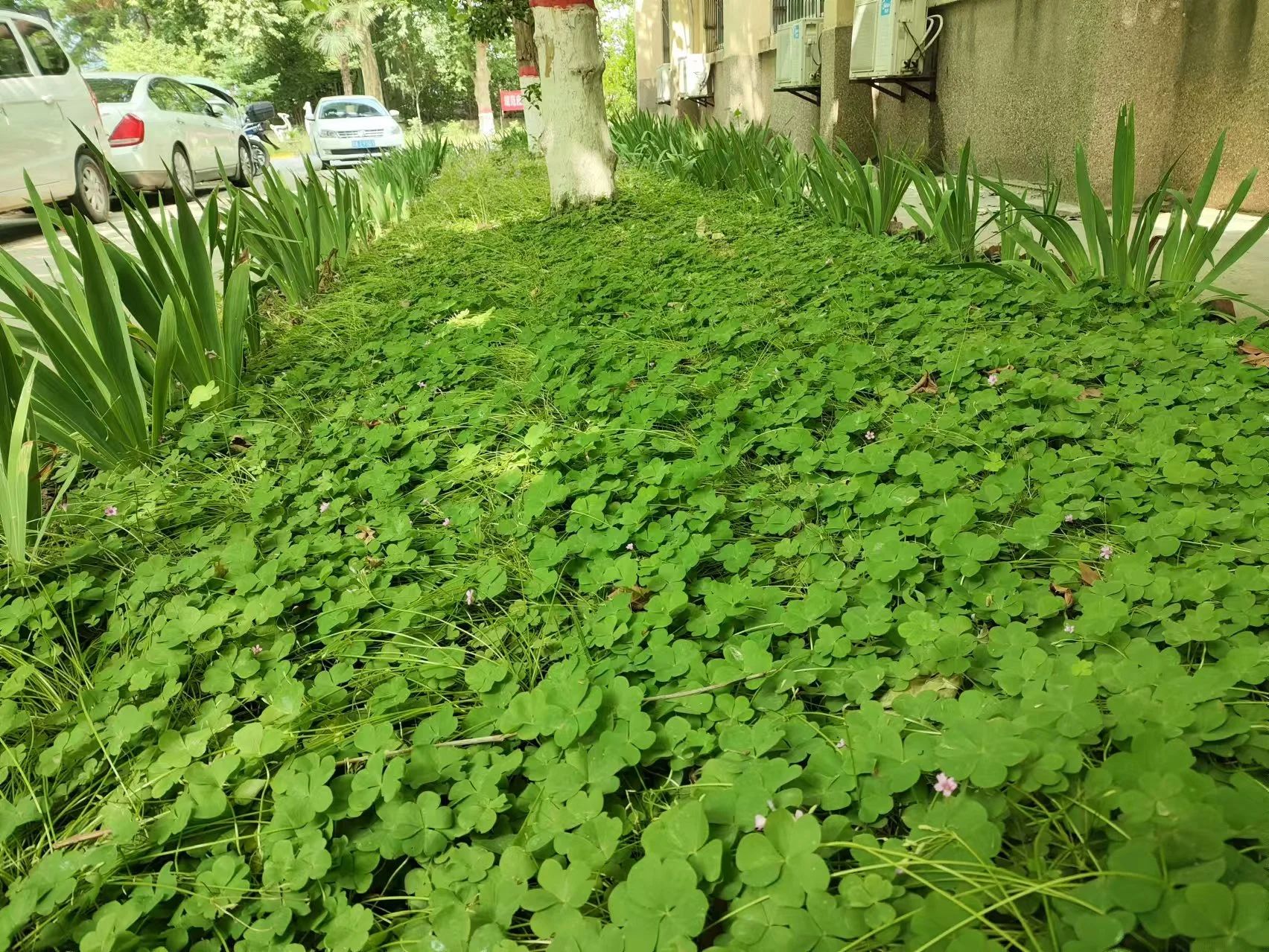 創(chuàng)建溫馨美麗園區(qū) 助推多元產業(yè)發(fā)展